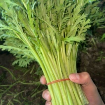 茼蒿
