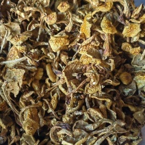 推荐滑子菇大毛干菇食用菌菇品质保障价格实惠欢迎联系