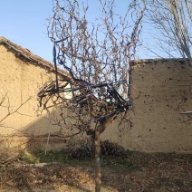 龙枣树基地直发规格齐全一手货源盆景观赏绿植**