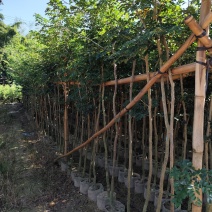 黄花梨原生苗1-2-3公分大量出售自家货源量大价优