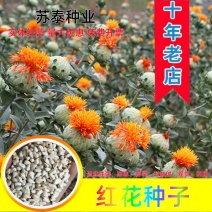 红花种子四季种植产量高红花种籽