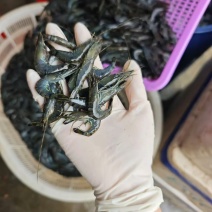 小红虾大量有货，常年有货批发