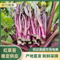 红菜苔紫菜苔红油菜湖北红菜苔精品红菜苔产地发货