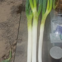 精品五指