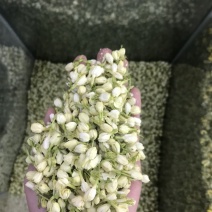 2024茉莉花茶干净漂亮色相好新货上市大量批发欢迎选
