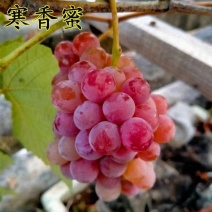 寒香蜜葡萄苗，早熟，天然无核，又香又甜，抗寒高产稳产