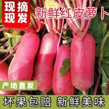 红皮萝卜萝卜湖北红皮萝卜产地直发一手货源支持全