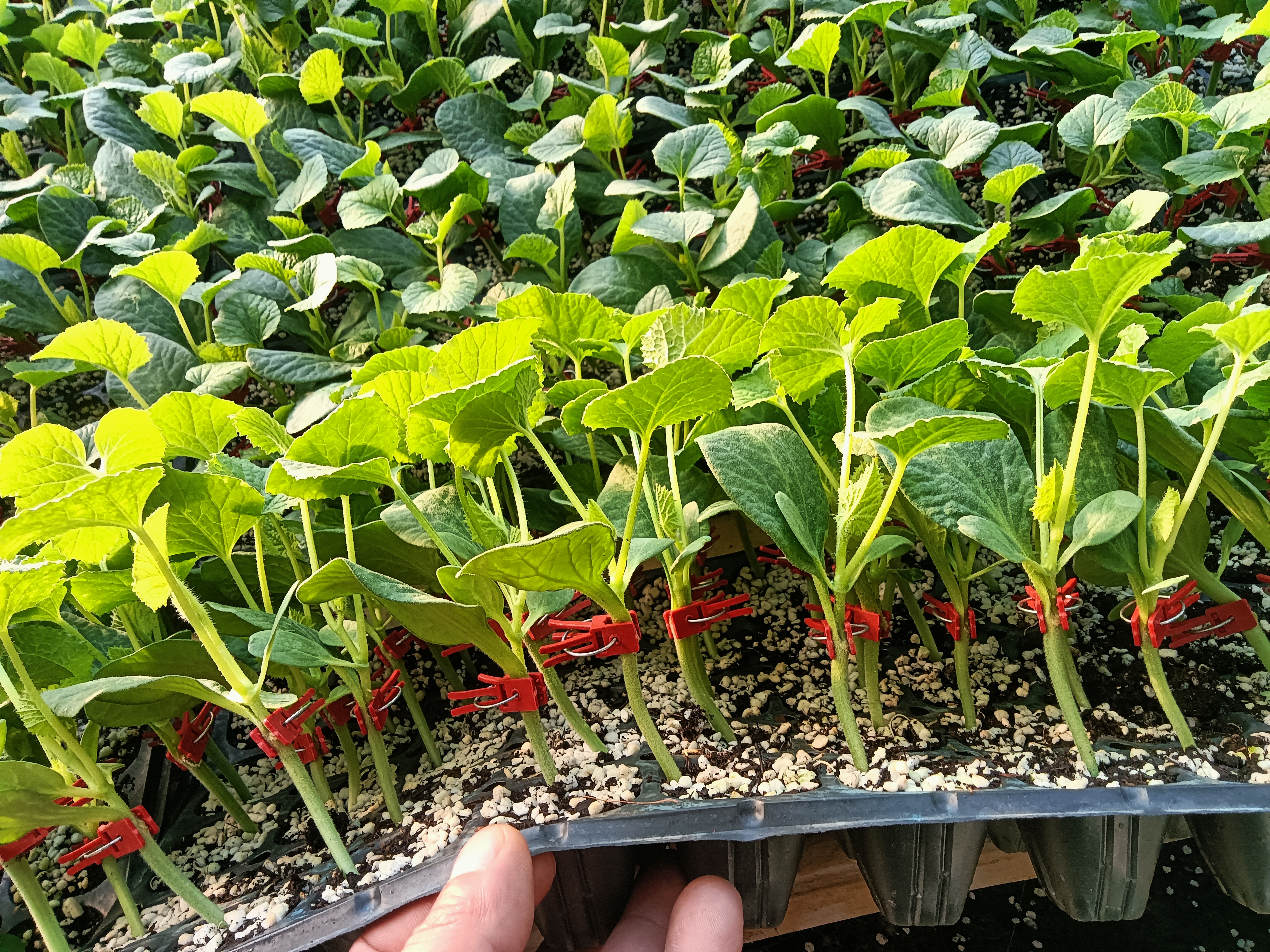 羊角蜜甜瓜标准化育苗棚内景