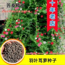 羽叶茑萝花种子四季开花易活庭院室外内盆栽爬藤攀援植物花种