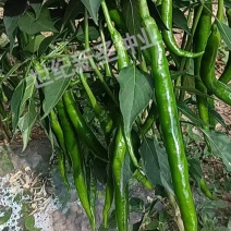 黑线椒苗基地直发寿光种苗辣椒苗根系发达茎秆粗壮长