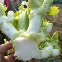 川渝儿菜大量上市