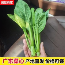 [牛]精品广东菜心，迟菜心，菜苔，产地大量供应常年有货