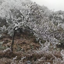 贵州精品映山红