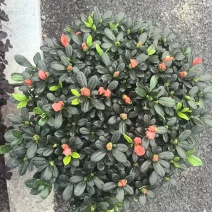 小桃红杜鹃花造型盆景室内外耐寒耐热阳台庭院好养活观赏价值