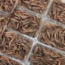小瓜皮虾