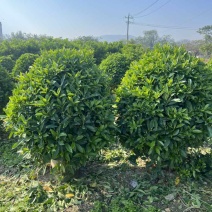 非洲茉莉