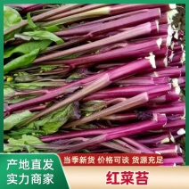 红菜苔红油菜紫菜苔湖北菜苔红菜芯产地直发