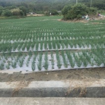 规格齐全红葱电商供货价格美丽