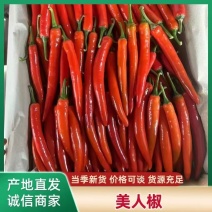 海花红美人椒湛江产地直供货源充足现摘现发红辣椒专业