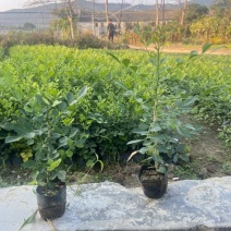 九里香各种规格，大量低价出售