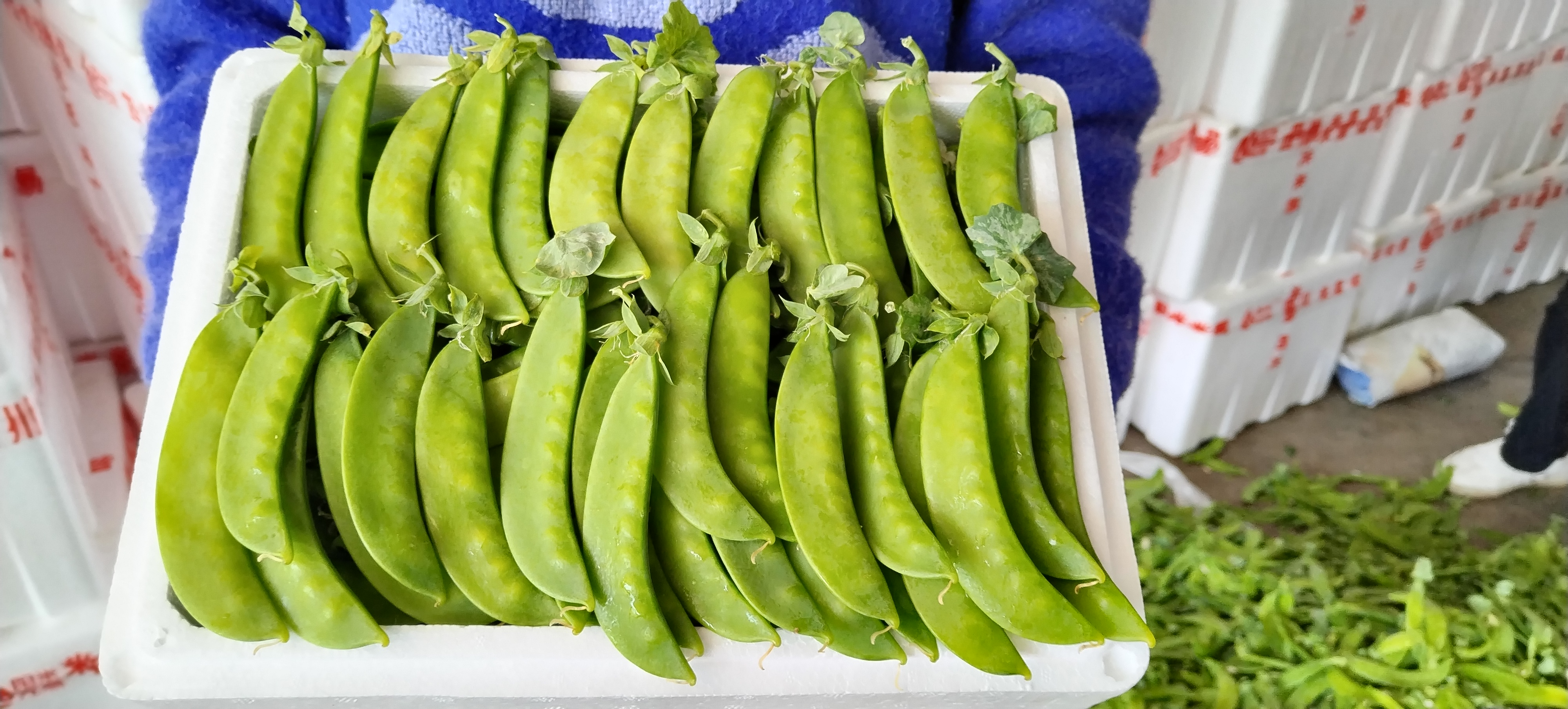 荷兰豆与其它蔬菜搭配的健康餐盘