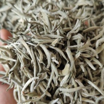 白毫银针大白牙欢迎咨询