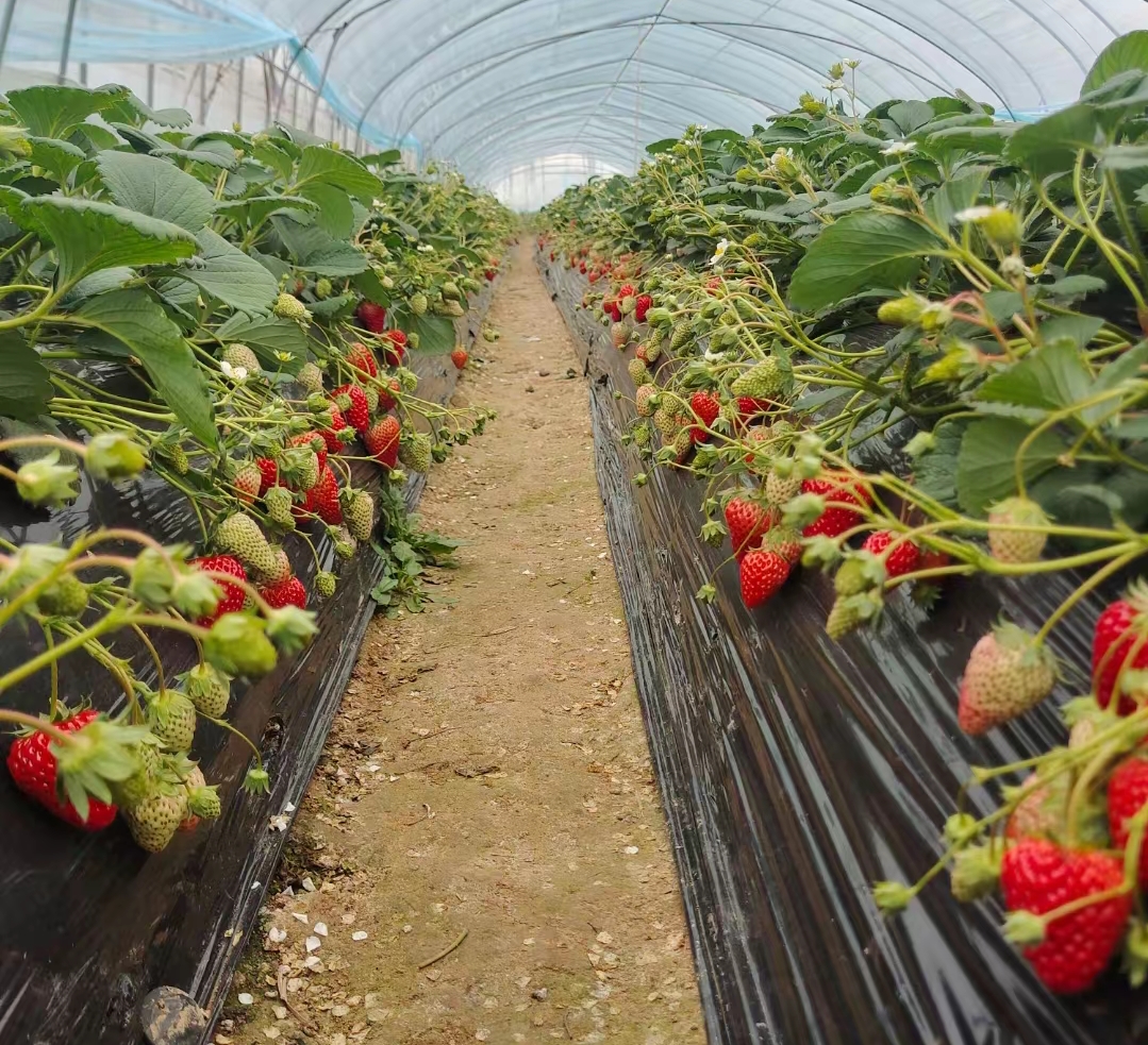 现代化温室内的红颜草莓自动化种植系统