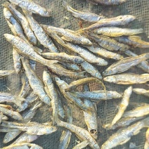 山东微山湖开肚烤小麦鱼品质好价格低产地直供