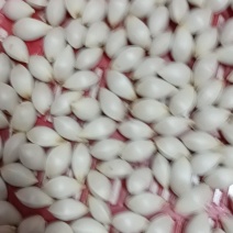 银杏果