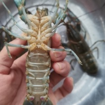 塘口直发澳洲淡水龙虾/蓝龙虾清水生态养殖个个干净