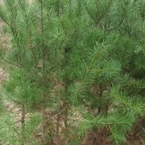白皮松杯苗精品松树苗1米起步21-21杯苗大量有货