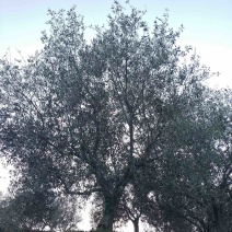 油橄榄树