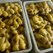 精品山东大黄姜，产地直发，专业团队，品质保证，价格优惠