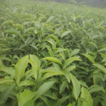 白芽奇兰，茶苗基地直发，诚信经营，欢迎订购