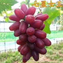 七星女王葡萄苗，及早熟，大颗粒，糖度高