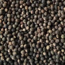 千斤拔种子（小叶红皮）分级别筛选大颗种子发芽率高