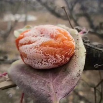 柿饼