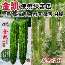 金凯疙瘩绿苦瓜种子国外引进杂交长绿苦瓜种子微苦耐热早熟