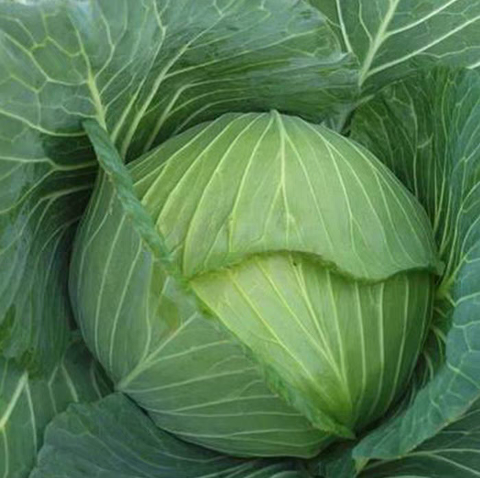 高清微距镜头拍摄:左侧京丰1号圆包菜切面呈现均匀细密的乳白色叶球组织,细胞间隙小;右侧延秋青甘蓝切面可见深绿色叶脉网络与致密的薄壁细胞排列,蜡质层反光明显,背景为黑色丝绒衬布,标尺1cm 圆包菜与青甘蓝切面质地对比特写