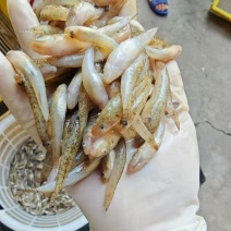 河虾，小黄鱼，野生货