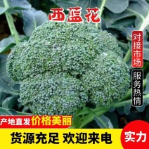 西兰花精品西兰花湖北西兰花一手货源产地发货
