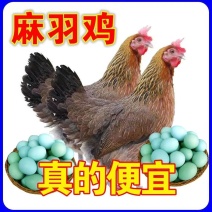 麻鸡苗货到满意付款满千送百包防疫包运输