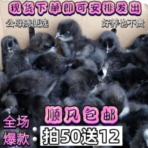 五黑鸡苗货到满意付款满千送百包防疫包运输