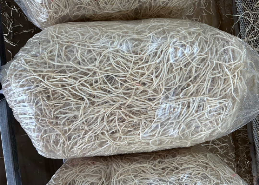 鱼腥草根成品包装