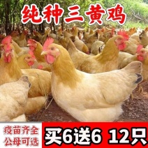 三黄鸡苗货到满意付款满千送百包防疫包运输