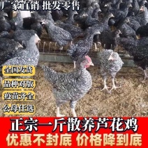 芦花鸡苗货到满意付款满千送百包防疫包运输