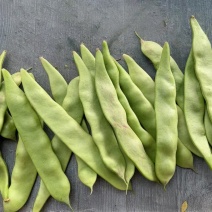 广东东北油豆角一点红油豆角，代办，团购，电商，一件代发