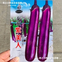 紫红长茄种子高品质长茄种子紫美人茄子种籽白肉四季蔬菜种子
