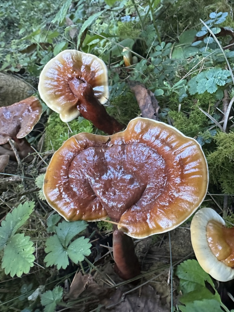 来自雪域高原西藏野生金边白肉灵芝泡酒煲汤泡水