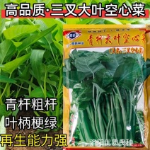 三叉空心菜种子青杆大叶蕹菜四季空心菜种籽春夏秋三叉空心菜